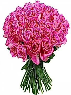 51 Pembe Gül