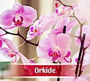 Orkide Siparişi
