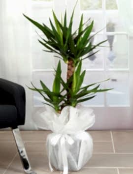 2 Lİ Yucca