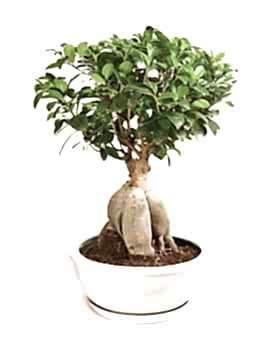 Bonzai