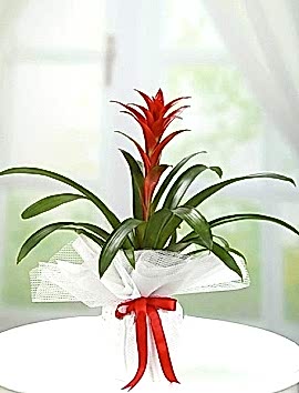 Guzmania